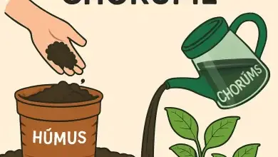 Como Usar Húmus e Chorume